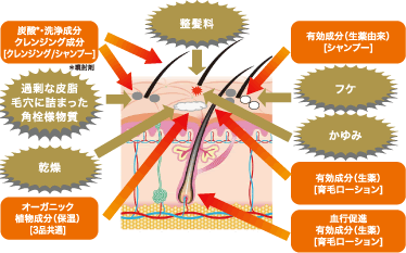 「髪は血からつくられる」働きを助けるスカルプケア