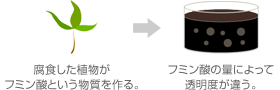 腐食した植物がフミン酸という物質を作る。フミン酸の量によって透明度が違う。