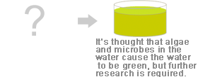 It’s thought that algae and microbes in the water cause the water to be green, but further research is required.