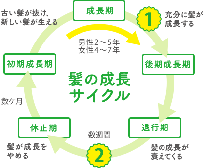 髪の成長サイクル