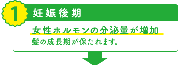 1 妊娠後期 女性ホルモンの分泌量が増加 髪の成長期が保たれます。