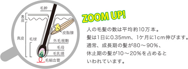 ZOOM UP！人の毛髪の数は平均約10万本。髪は1日に0.35mm、1ケ月に1cm伸びます。通常、成長期の髪が80～90％、休止期の髪が10～20％を占めるといわれています。