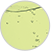 リフレッシュグリーンのお湯(透明タイプ)